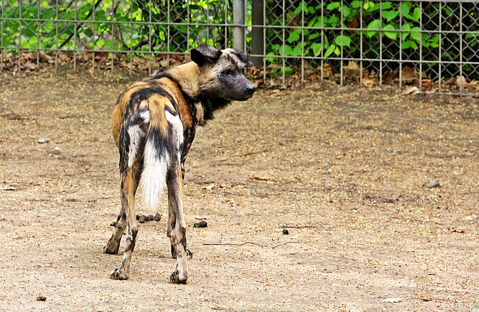 Wildhund