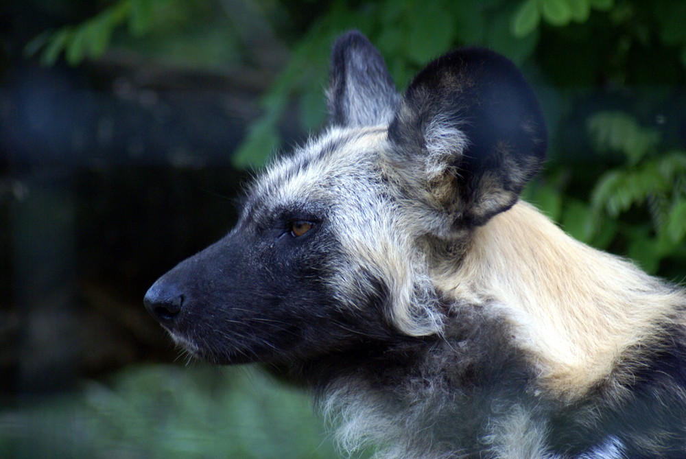 Wildhund ganz Ruhig