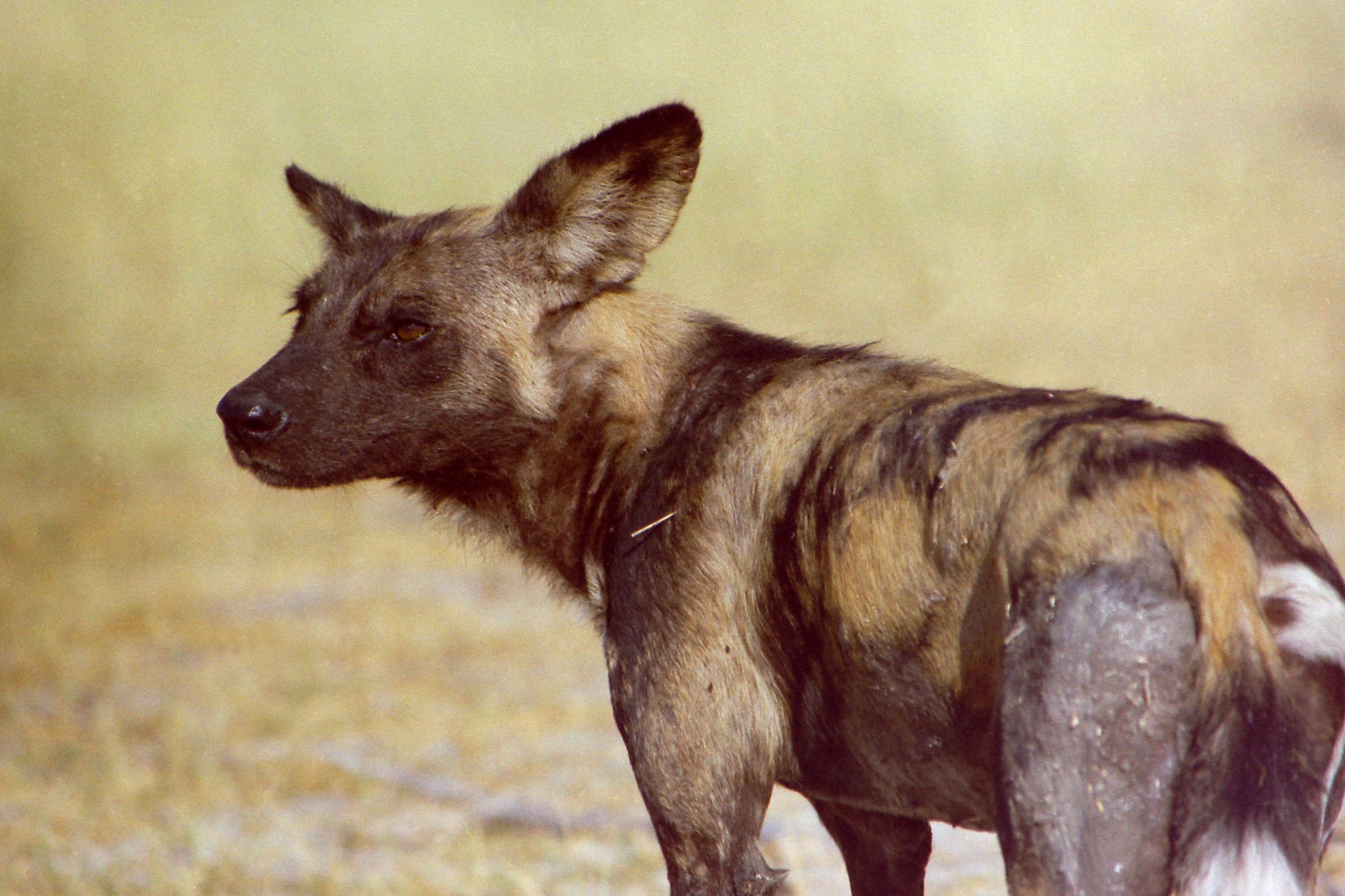 Wildhund im Chobe-Nationalpark (Botswana)