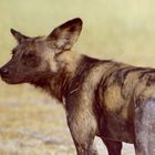 Wildhund im Chobe-Nationalpark (Botswana)