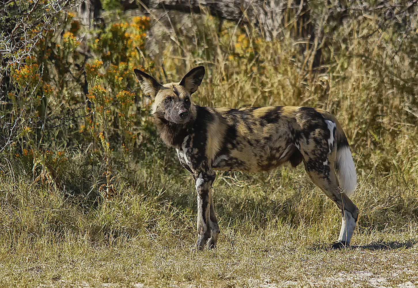 Wildhund im Moremi NP, Botswana.