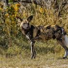 Wildhund im Moremi NP, Botswana.