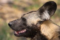 Wildhund im Okawango-Delta 5