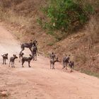 Wildhund im Tsavo West