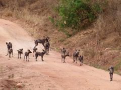 Wildhund im Tsavo West