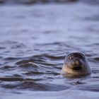 Wildhund im Wasser