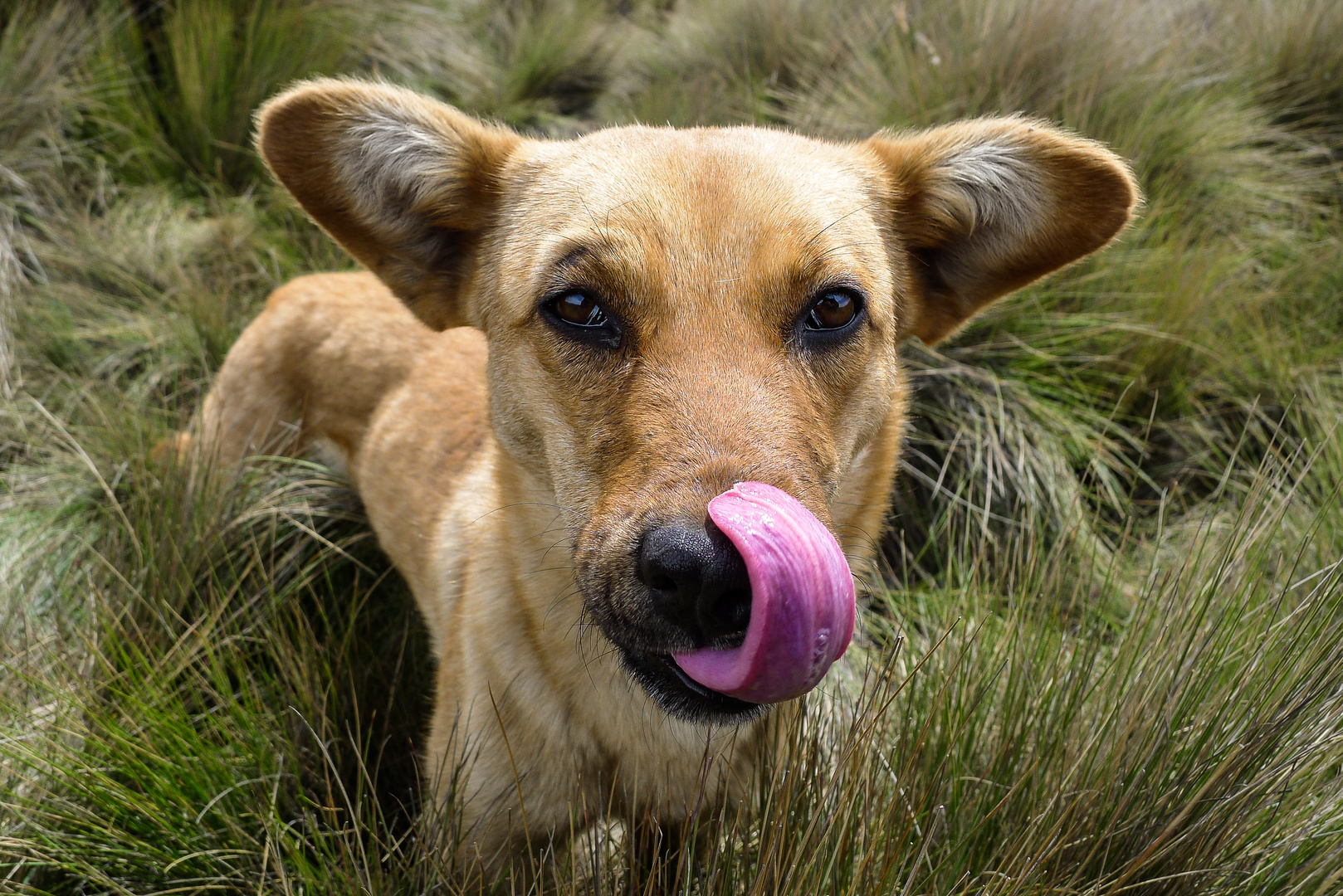 Wildhund in Ecuador