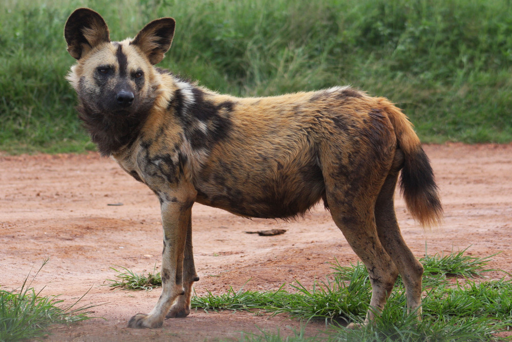 Wildhund in Krügerpark