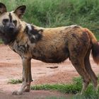 Wildhund in Krügerpark