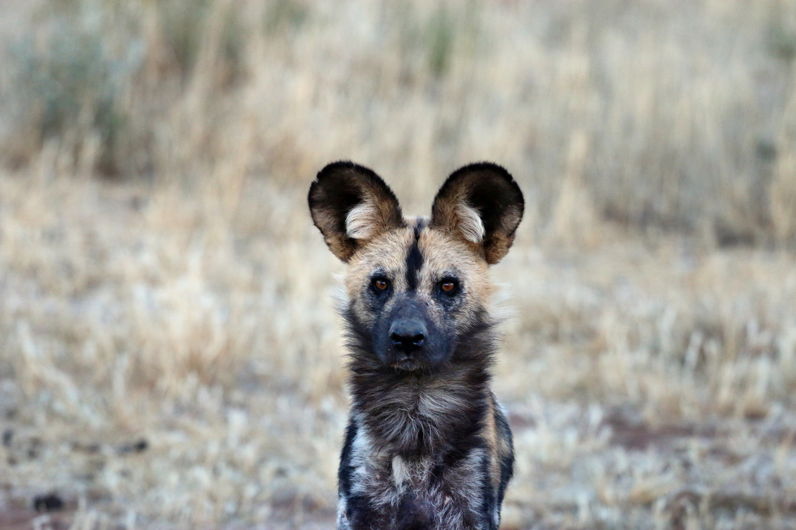 Wildhund in Namibia