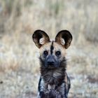 Wildhund in Namibia