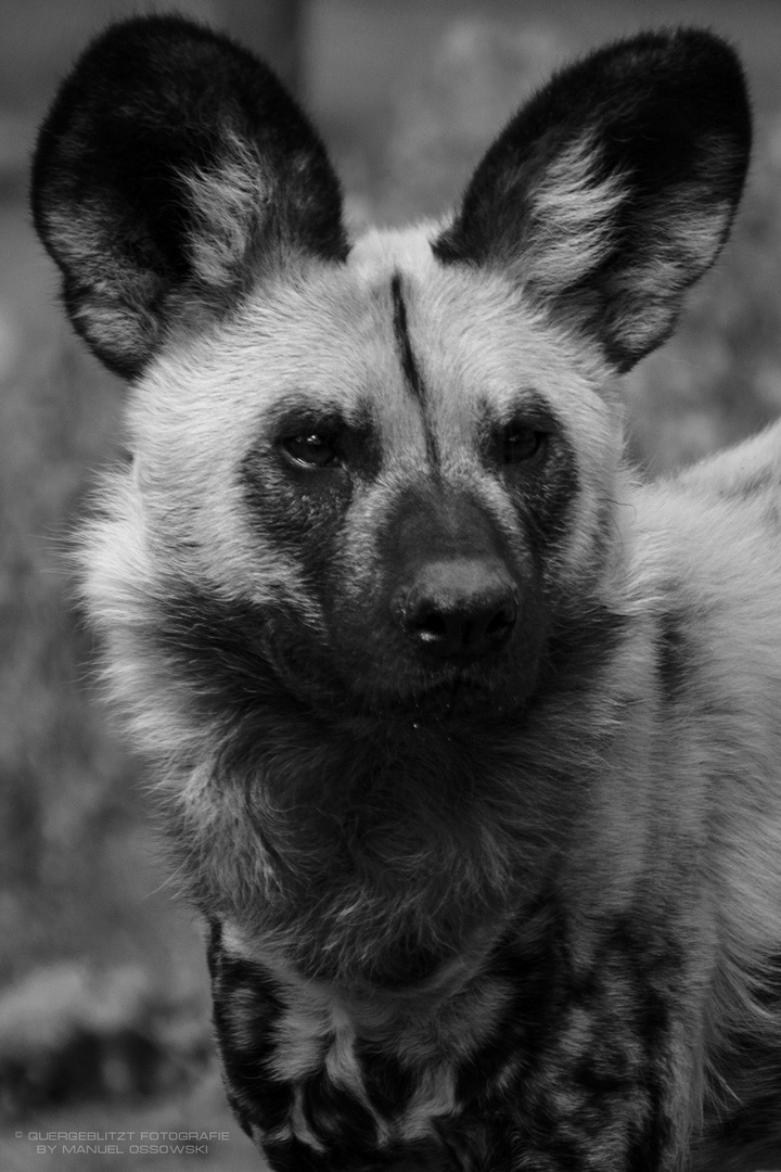 Wildhund in Schwarz/Weiß