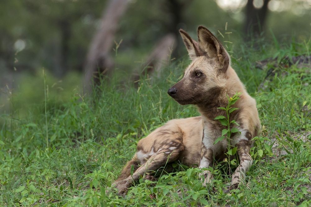 Wildhund mit Blümchen