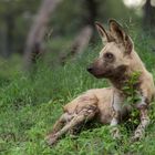 Wildhund mit Blümchen