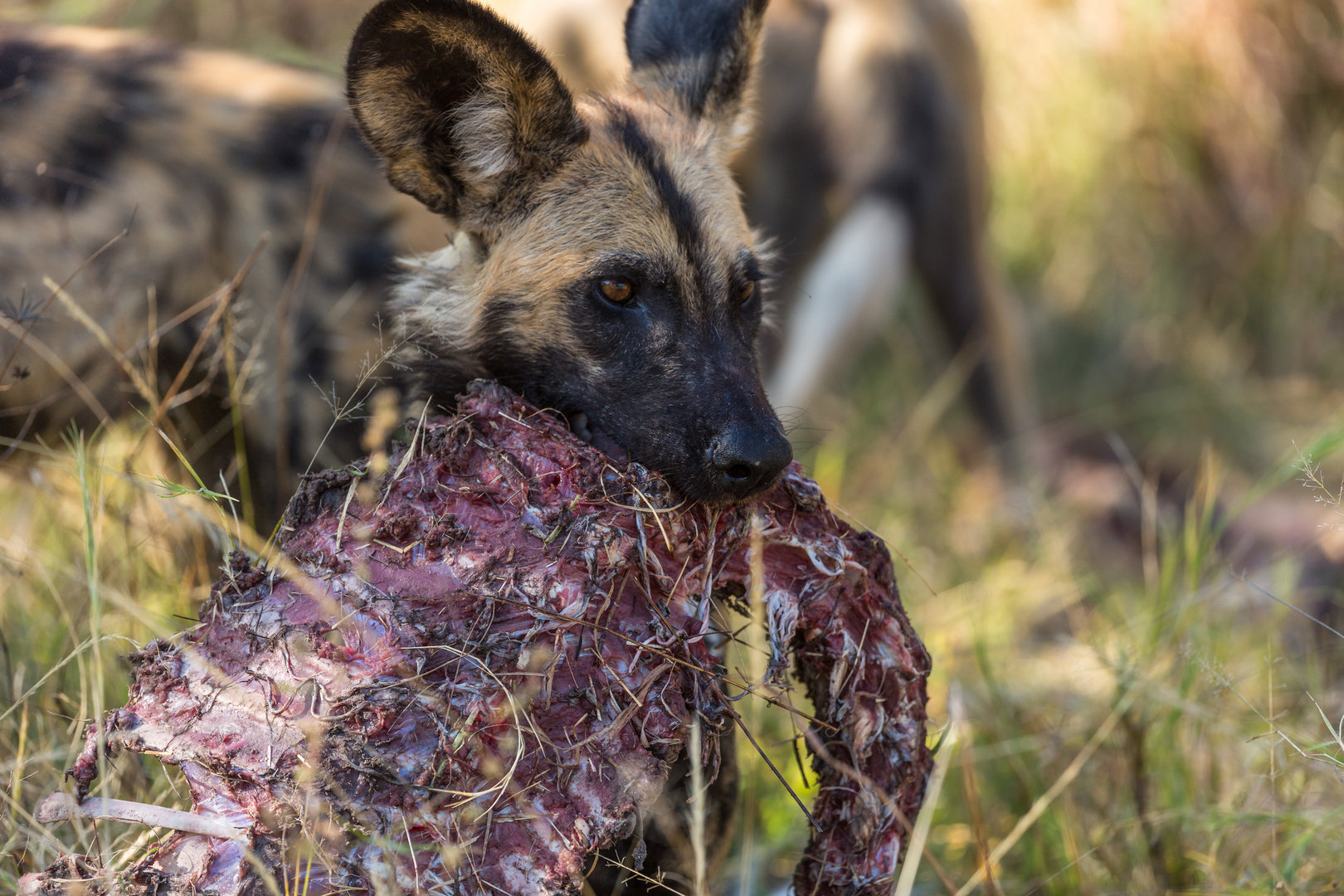 Wildhund mit Kudurippchen