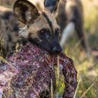 Wildhund mit Kudurippchen