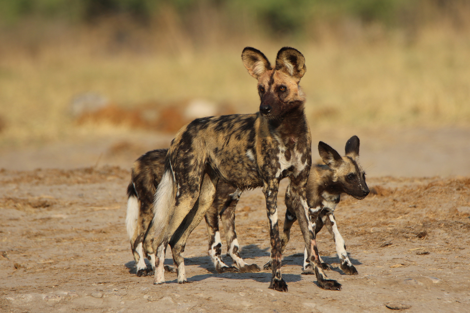 Wildhund mit Welpen