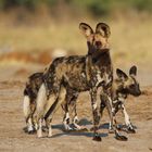 Wildhund mit Welpen