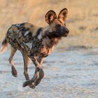 Wildhund ohne Bodenkontakt