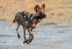 Wildhund ohne Bodenkontakt