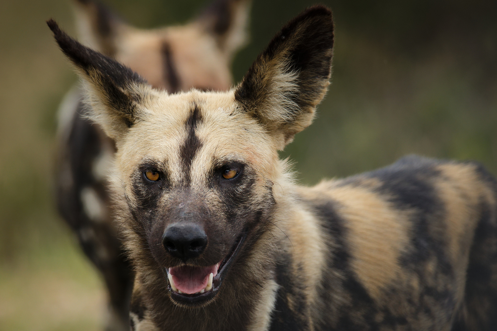 Wildhund Portait