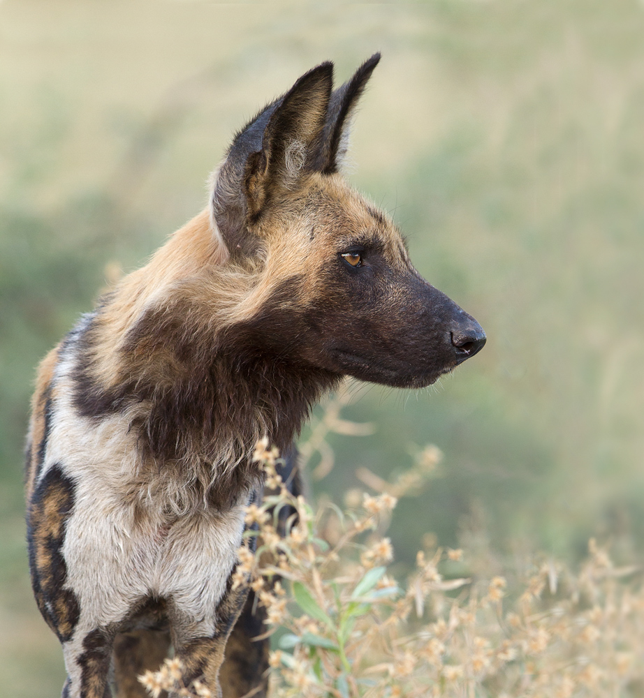 Wildhund Portrait