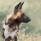 Wildhund Portrait