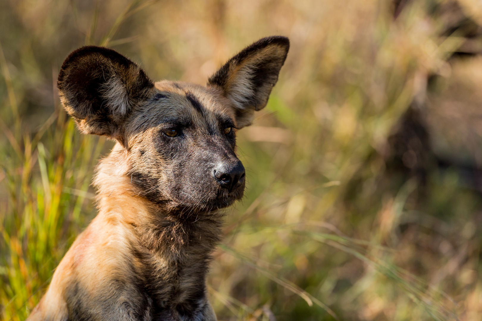 Wildhund Portrait - Wildlife Botswana