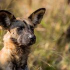 Wildhund Portrait - Wildlife Botswana