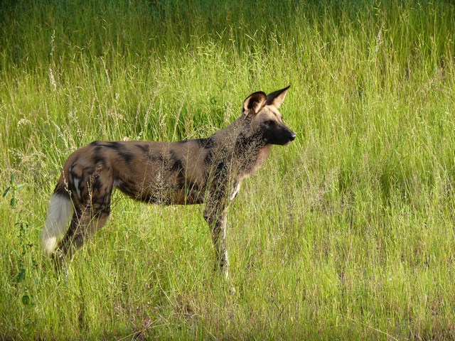 Wildhund, sollen angeblich nur noch 350 davon existieren