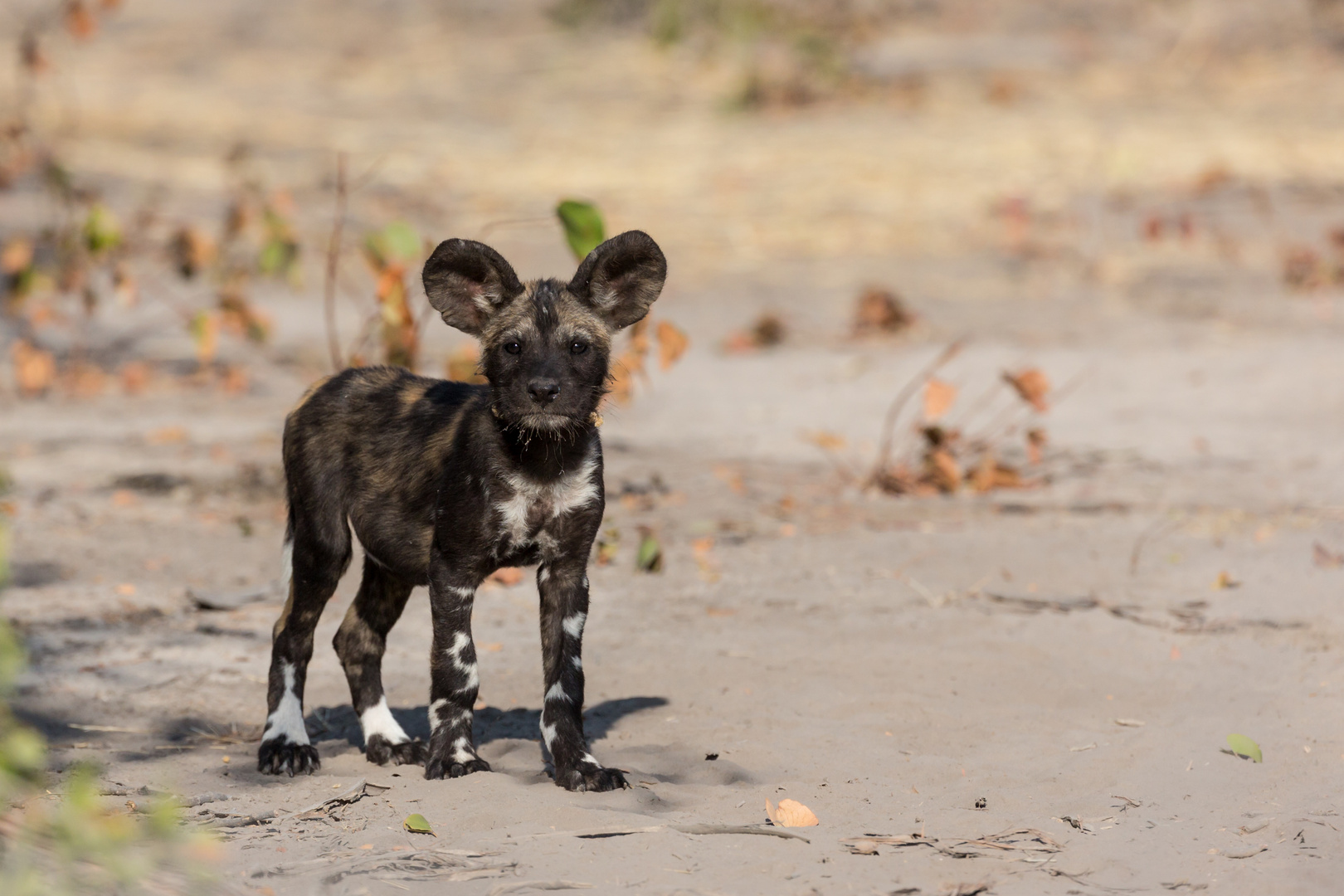 Wildhund Welpe