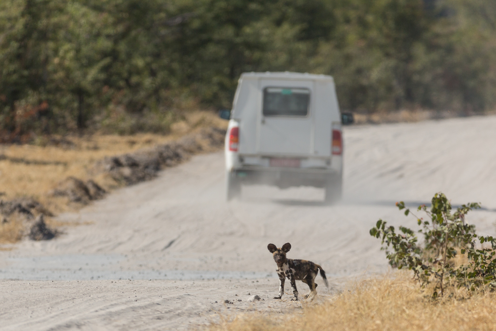 Wildhund Welpe trifft auf die Zivilisation