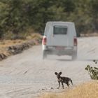 Wildhund Welpe trifft auf die Zivilisation