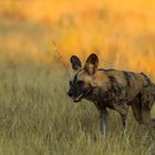 Wildhund - Wild Dog - Khwai-Region, Botswana