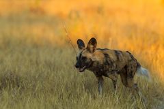 Wildhund - Wild Dog - Khwai-Region, Botswana