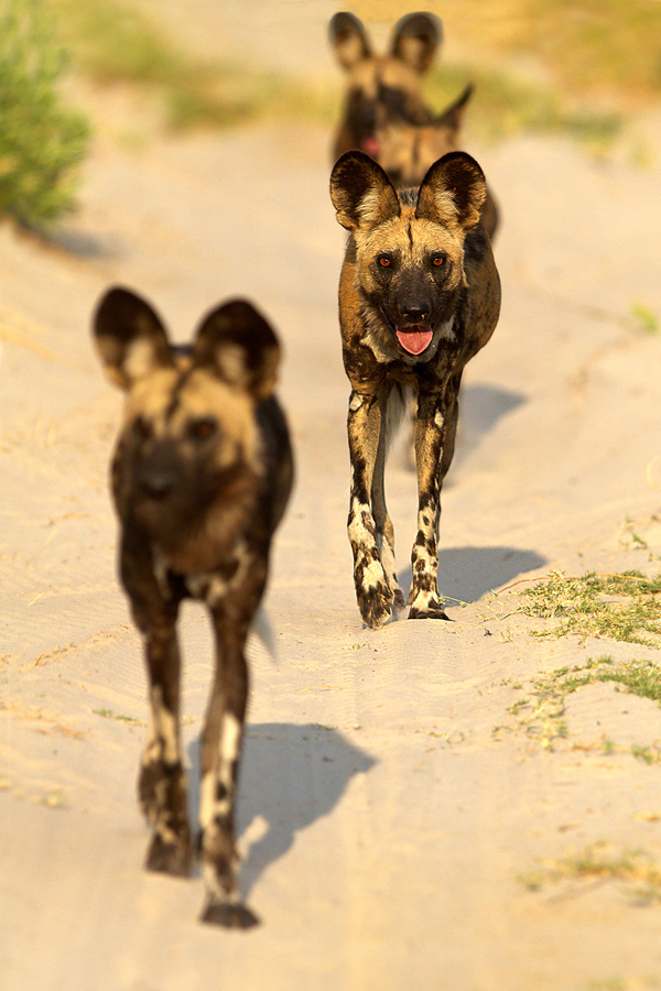 Wildhund Zug