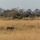 Wildhunde auf der Pirsch