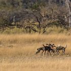 Wildhunde bei ihrer Strategiebesprechung