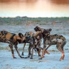 Wildhunde beim abendlichen Spiel