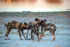 Wildhunde beim abendlichen Spiel