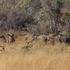 Wildhunde belagern Gnus