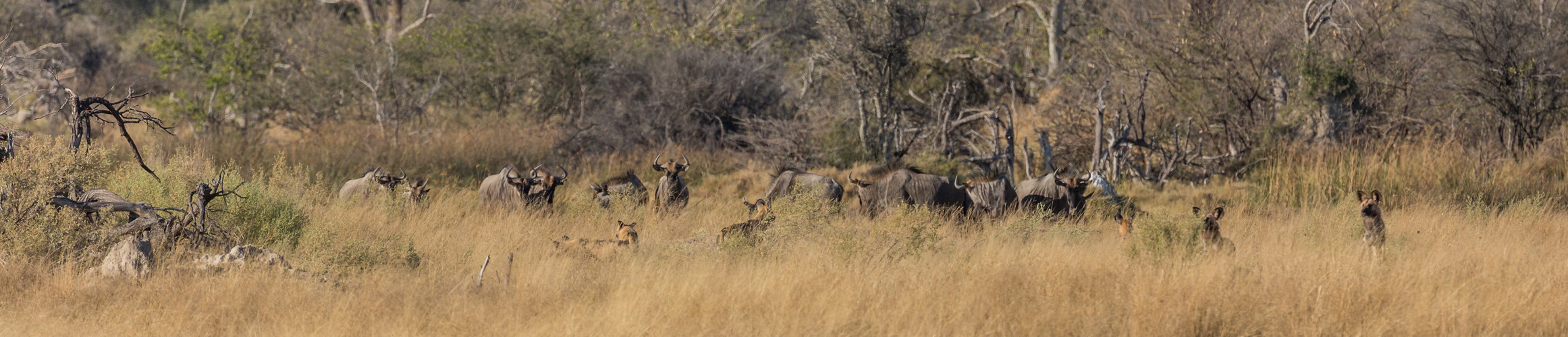 Wildhunde belagern Gnus