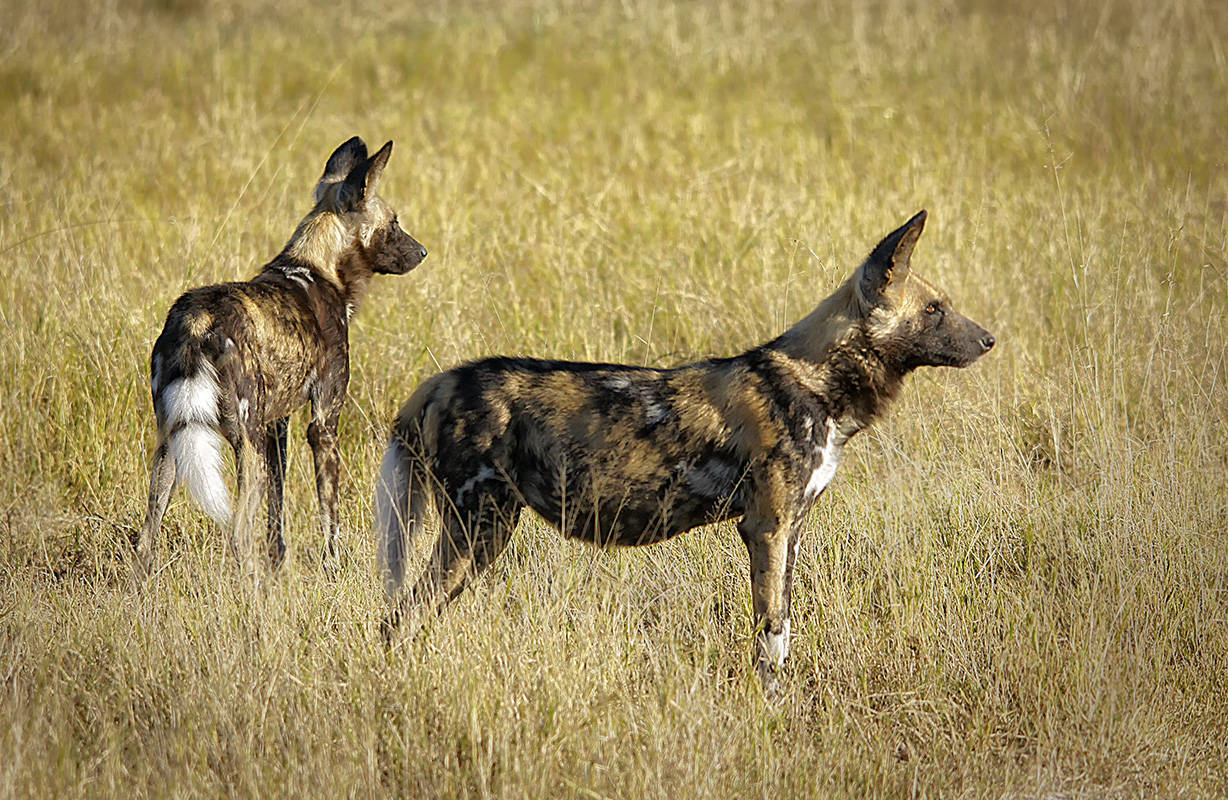 Wildhunde