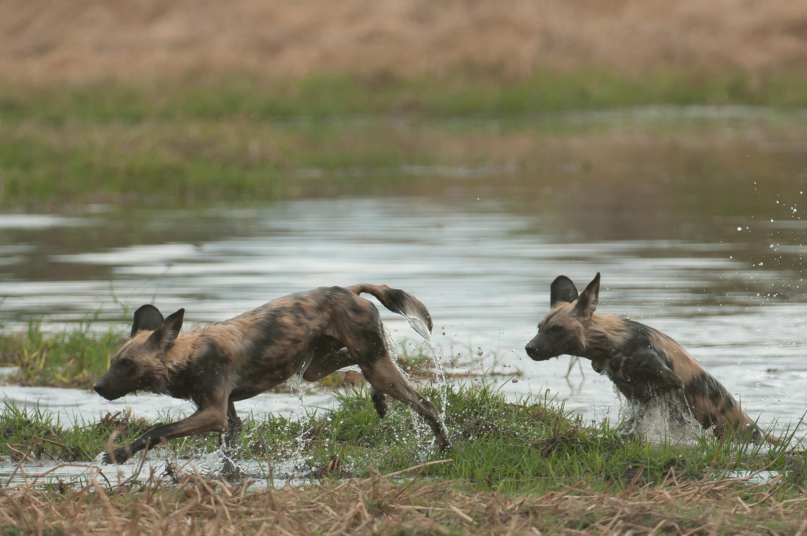 Wildhunde