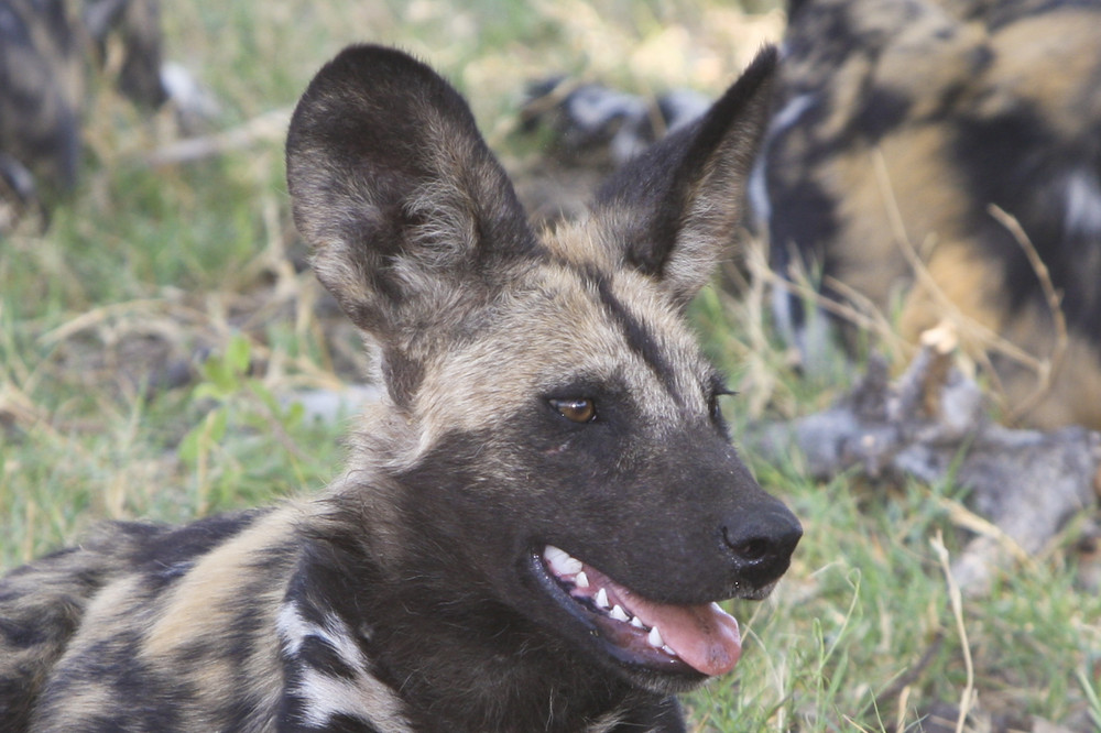 Wildhunde im Delta