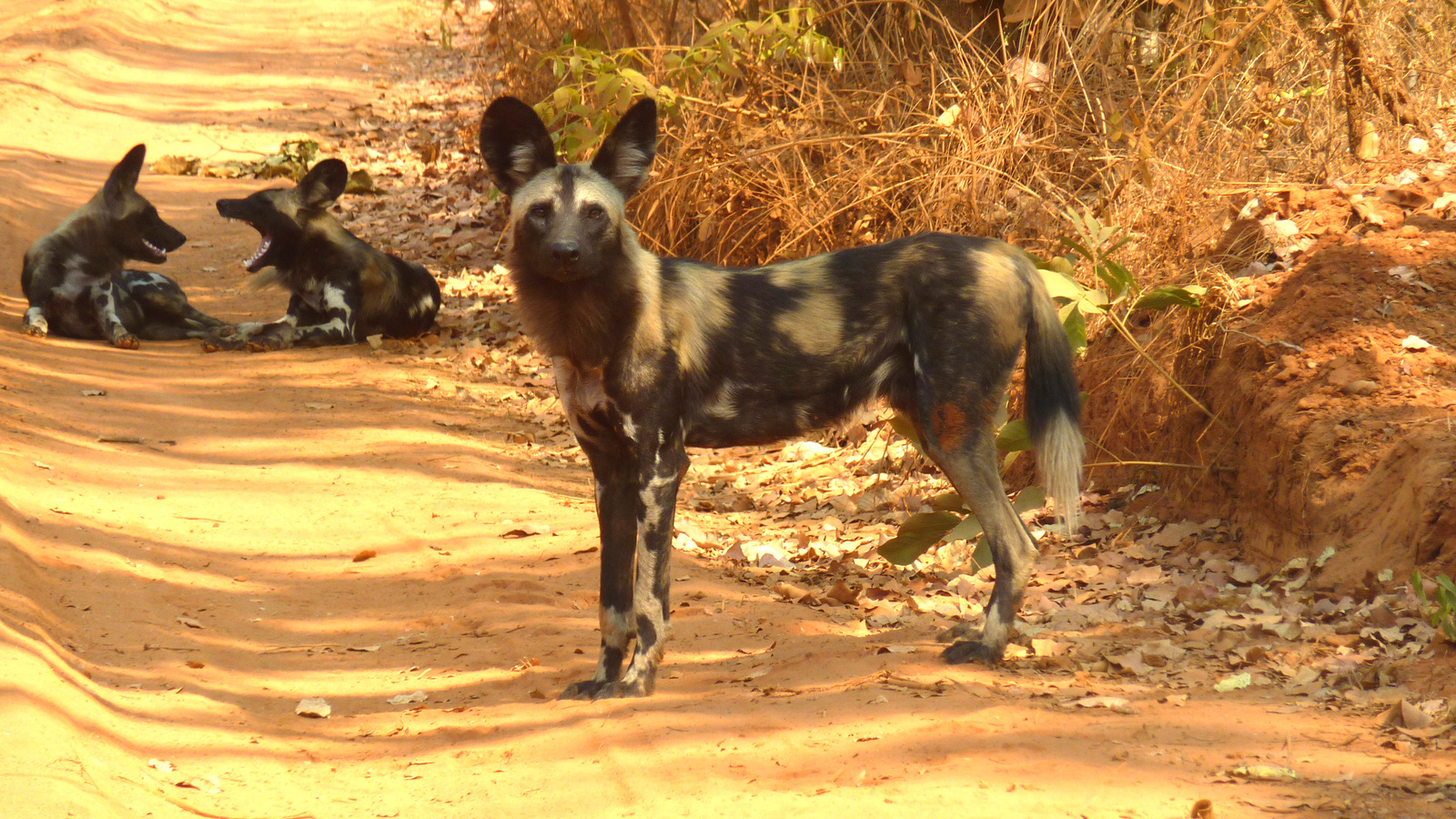 Wildhunde im North Luangwa NP