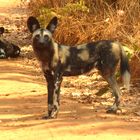 Wildhunde im North Luangwa NP