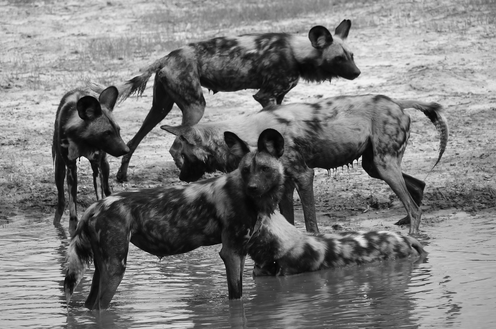Wildhunde im Okavango
