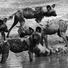 Wildhunde im Okavango