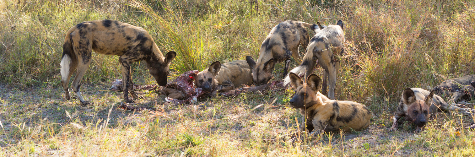 Wildhunde mit den Überresten eines jungen Kudus